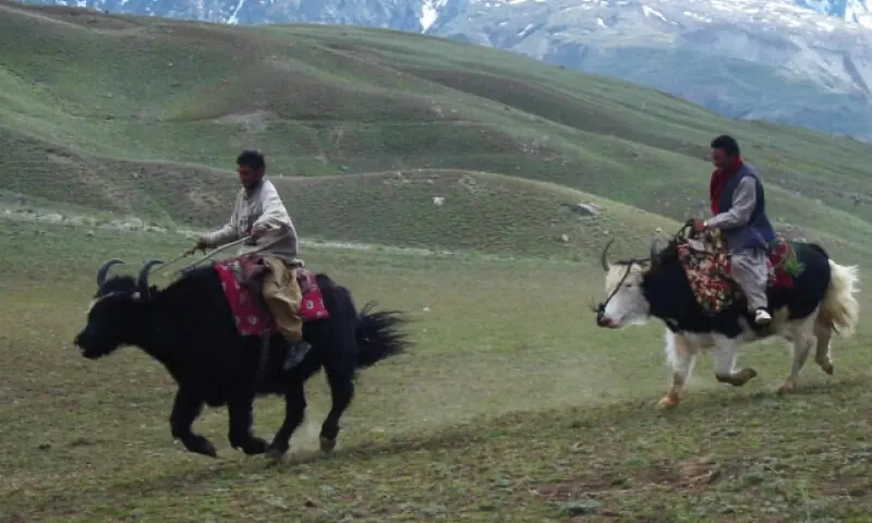Locals take a ride on yaks in Baroghil, Upper Chitral. — Dawn/File Locals take a ride on yaks in Baroghil, Upper Chitral. — Dawn/File