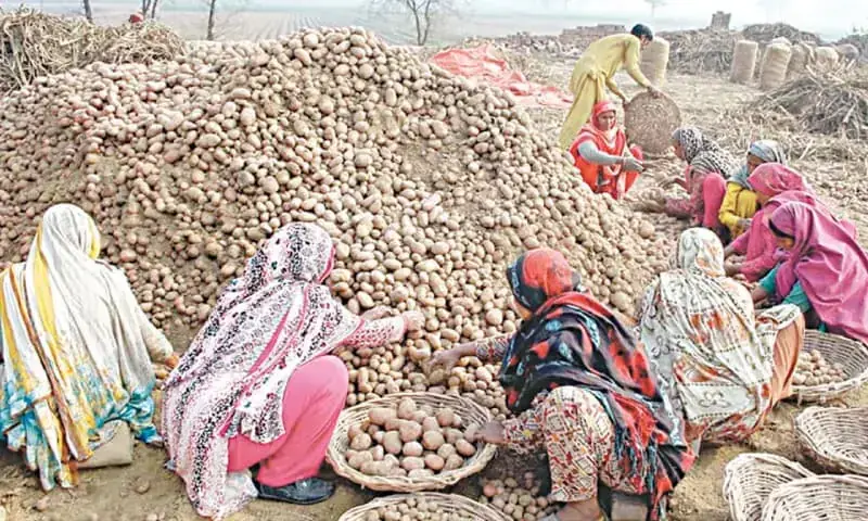 In this file photo, women are seen collecting potatoes.—APP/file In this file photo, women are seen collecting potatoes.—APP/file