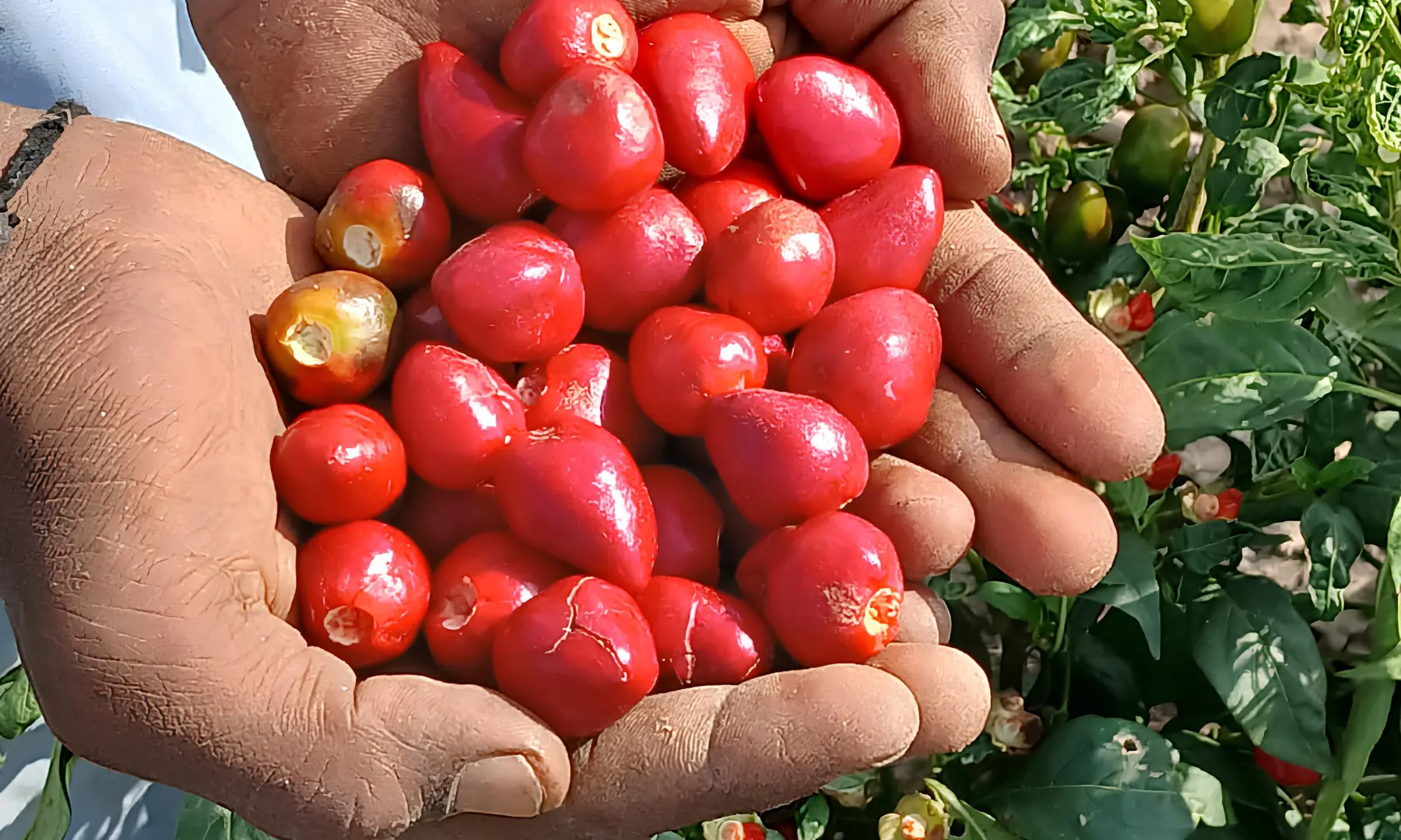  The round, button-shaped Dandicut soon after they are plucked. 