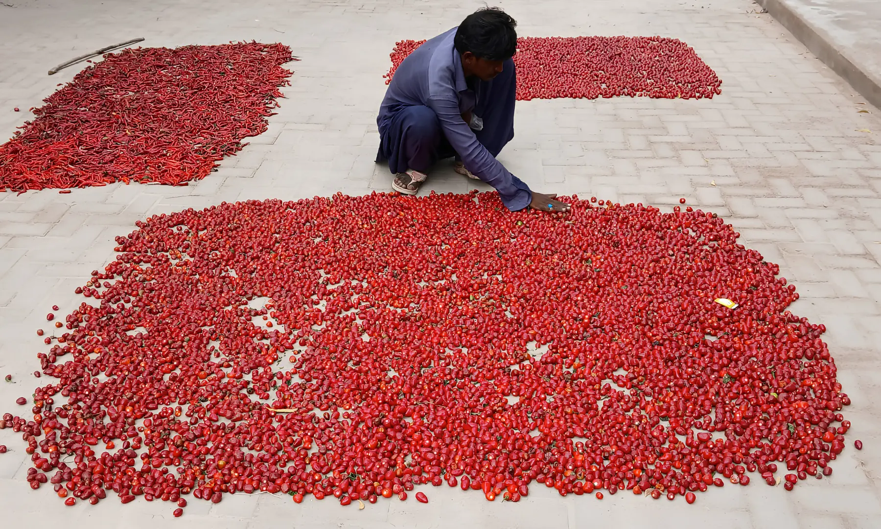  A grower sits with Dandicut chillies drying under the sun 
