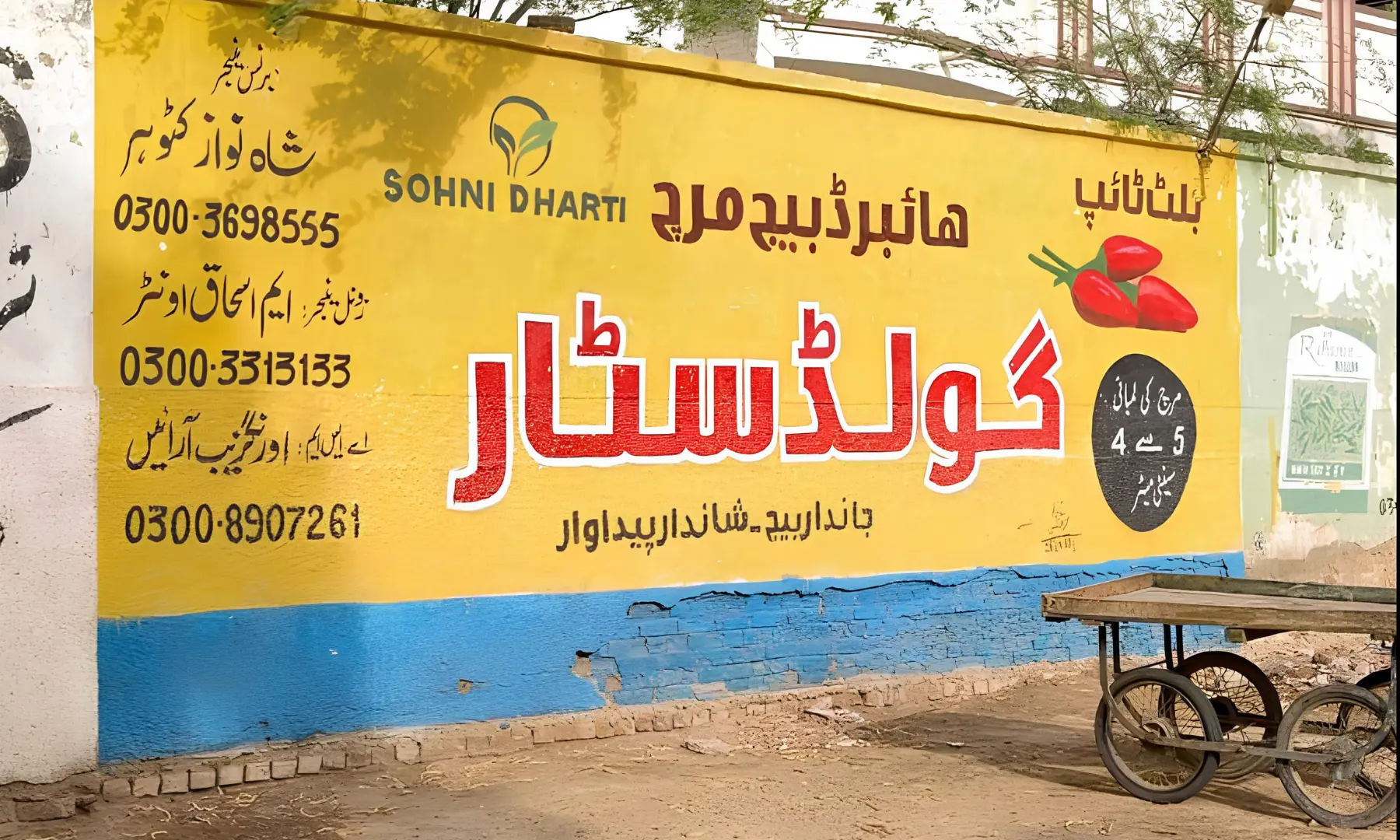 Advertisments of hybrid chillies are plastered across walls in Kunri. 
