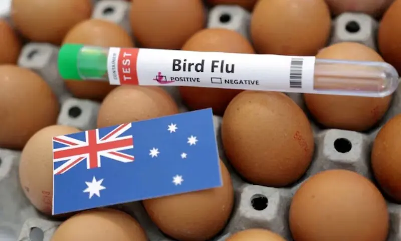 A test tube labelled "Bird Flu", eggs and a piece of paper in the colours of the Australian national flag are seen in this picture illustration, January 14, 2023. — Reuters A test tube labelled "Bird Flu", eggs and a piece of paper in the colours of the Australian national flag are seen in this picture illustration, January 14, 2023. — Reuters