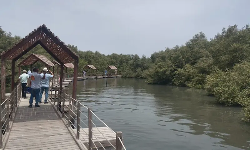 Visitors take a walk on the floating bridge to enjoy the serene atmosphere and scenic beauty of the Mangrove Biodiversity Park.—Dawn Visitors take a walk on the floating bridge to enjoy the serene atmosphere and scenic beauty of the Mangrove Biodiversity Park.—Dawn