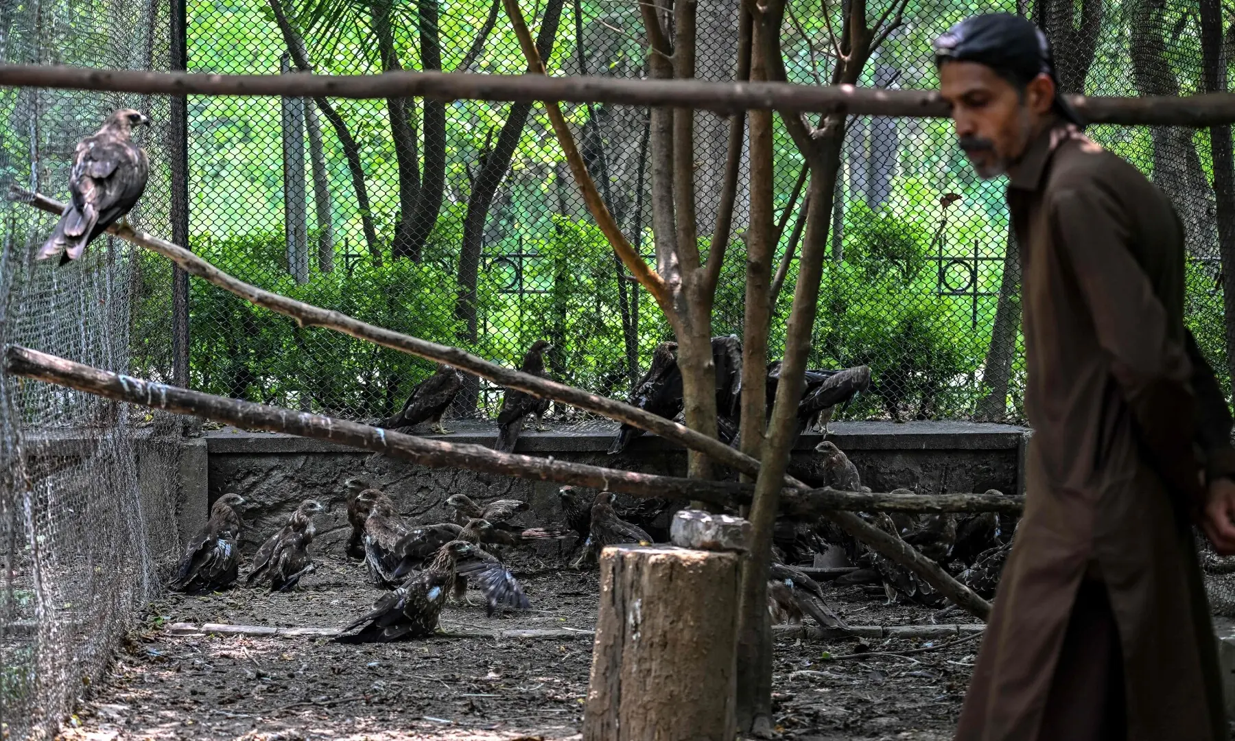 This photograph taken on July 7, 2026 shows wildlife officer Zaheer Ahmed monitoring kites at the Margallah Wildlife Rescue Centre in Islamabad. —AFP
