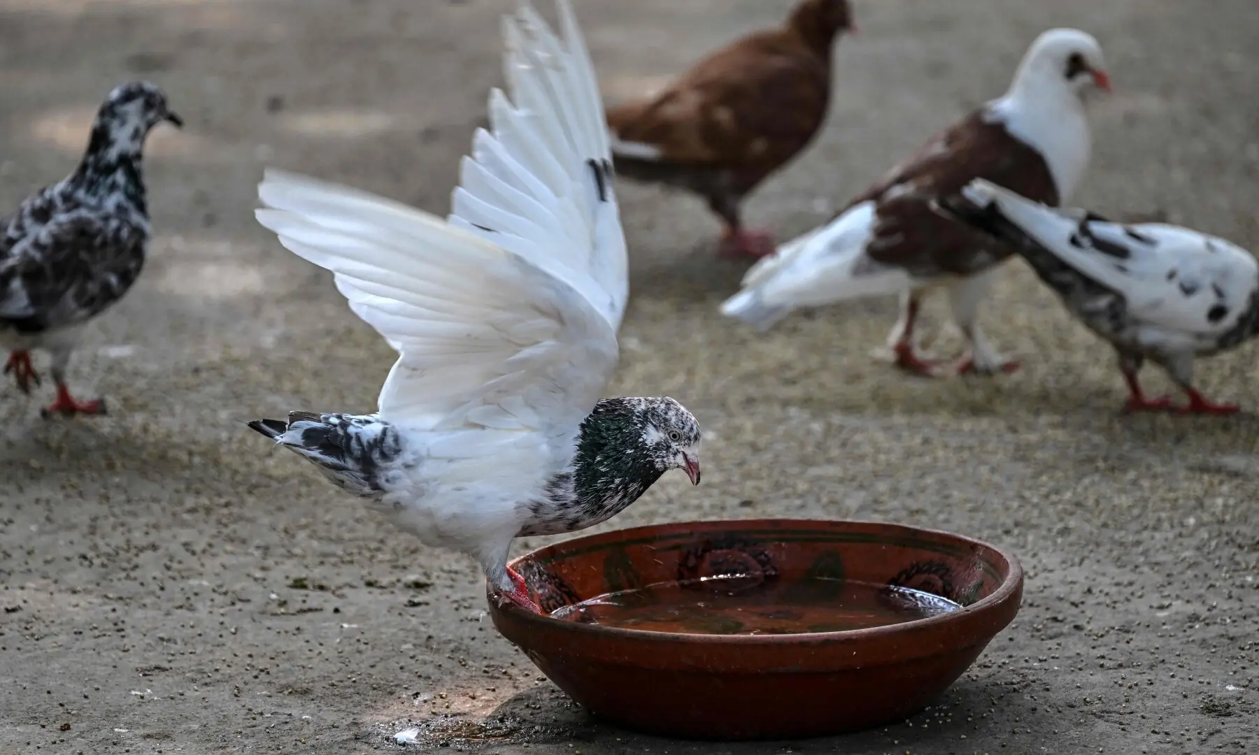 This photograph taken on July 10, 2026 shows a pigeon drinking from a bowl of water in Islamabad. —AFP
