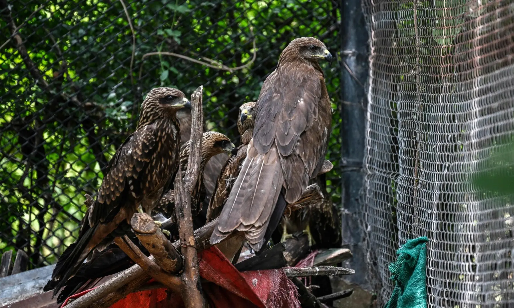 This photograph taken on July 7, 2026 shows kites resting inside a cage at the Margallah Wildlife Rescue Centre in Islamabad. —AFP