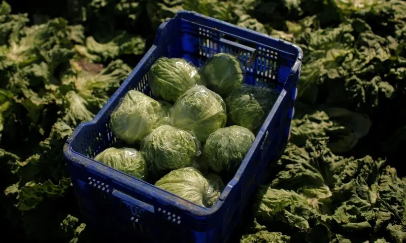 A crate of iceberg lettuce. &mdash; Reuters/File