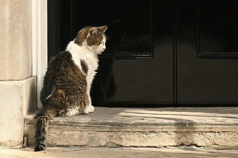 Larry the 10 Downing Street cat, waits to be let in, central London on July 20, 2026. — AFP Larry the 10 Downing Street cat, waits to be let in, central London on July 20, 2026. — AFP