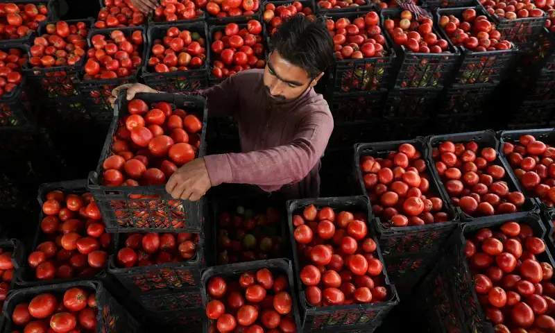 A man arranges crates of tomatoes at a wholesale vegetable market in Peshawar on October 23, 2025. &mdash; Reuters