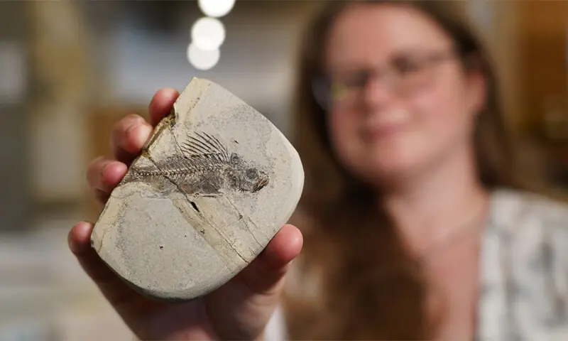 THE head of Denmark&rsquo;s geology museum holds up a fish fossil.&mdash;AFP