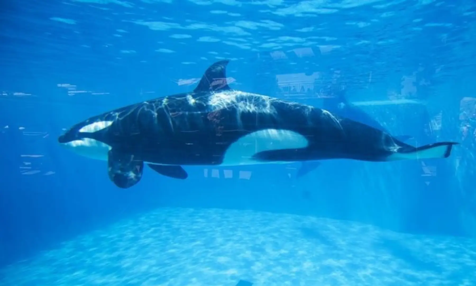 An Orca killer whale is seen underwater at the animal theme park SeaWorld in San Diego, California on March 19, 2014. — Reuters/File An Orca killer whale is seen underwater at the animal theme park SeaWorld in San Diego, California on March 19, 2014. — Reuters/File