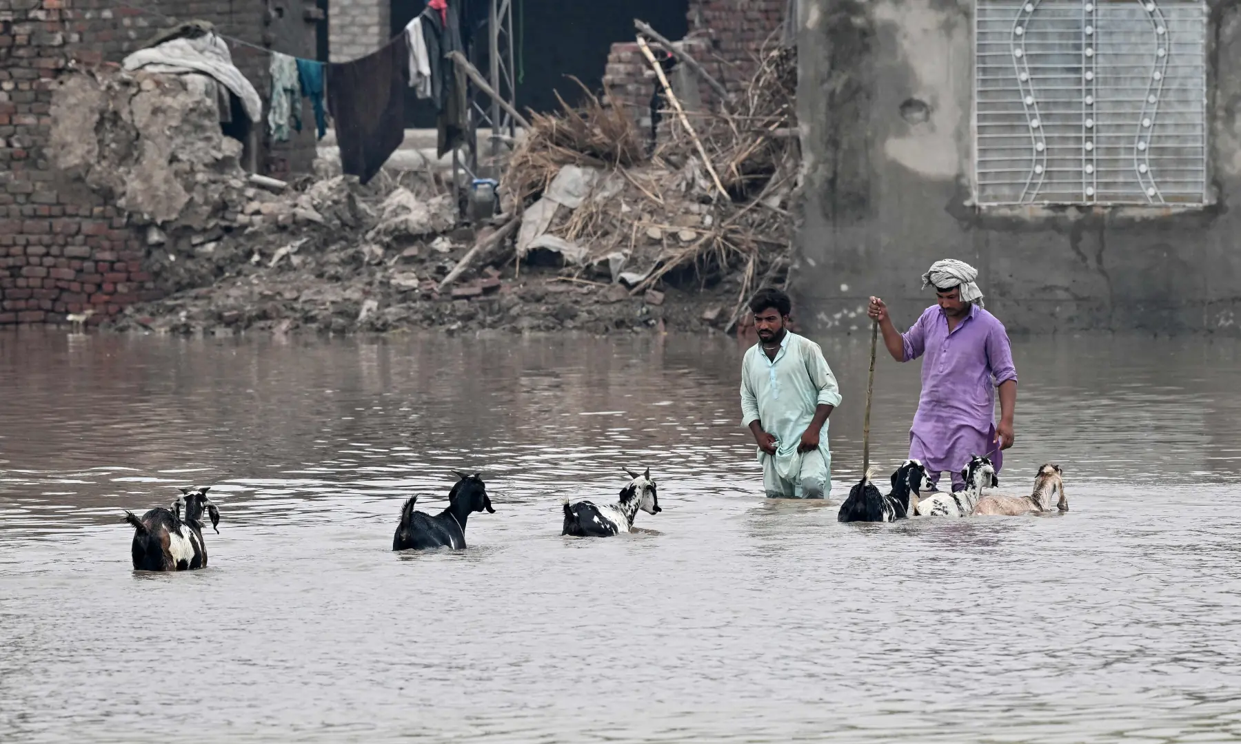 People along with a herd of goats wade through a flooded area after heavy monsoon rains induced a rise in the water level of the Ravi river in Punjab's Muridke on July 28, 2026. &mdash; AFP