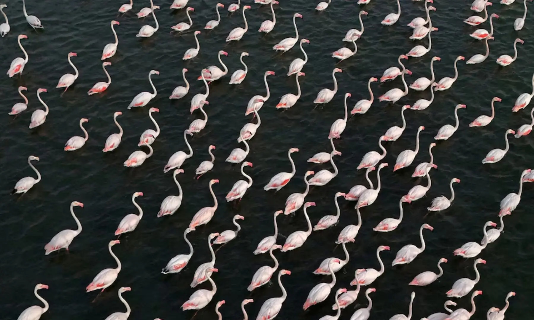 A drone view of the flamingos in the Vjosa-Narte protected area where a luxury resort is planned by a company linked with Donald Trump&rsquo;s son-in-law Jared Kushner, near Vlora, Albania, May 10, 2026. &mdash; Reuters