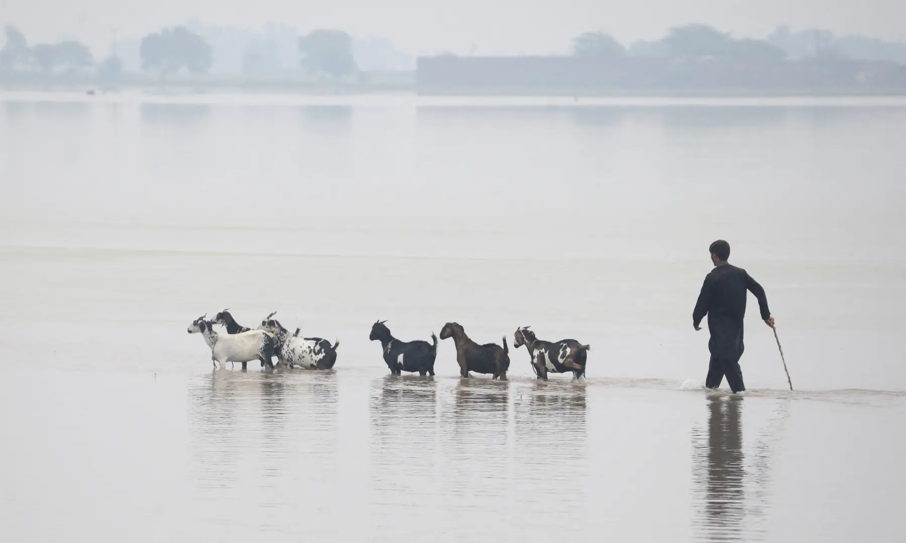 A person with a stick guides his herd of goats through a flooded road following monsoon rains, in Punjab's Muridke on July 28, 2026. — Reuters A person with a stick guides his herd of goats through a flooded road following monsoon rains, in Punjab's Muridke on July 28, 2026. — Reuters