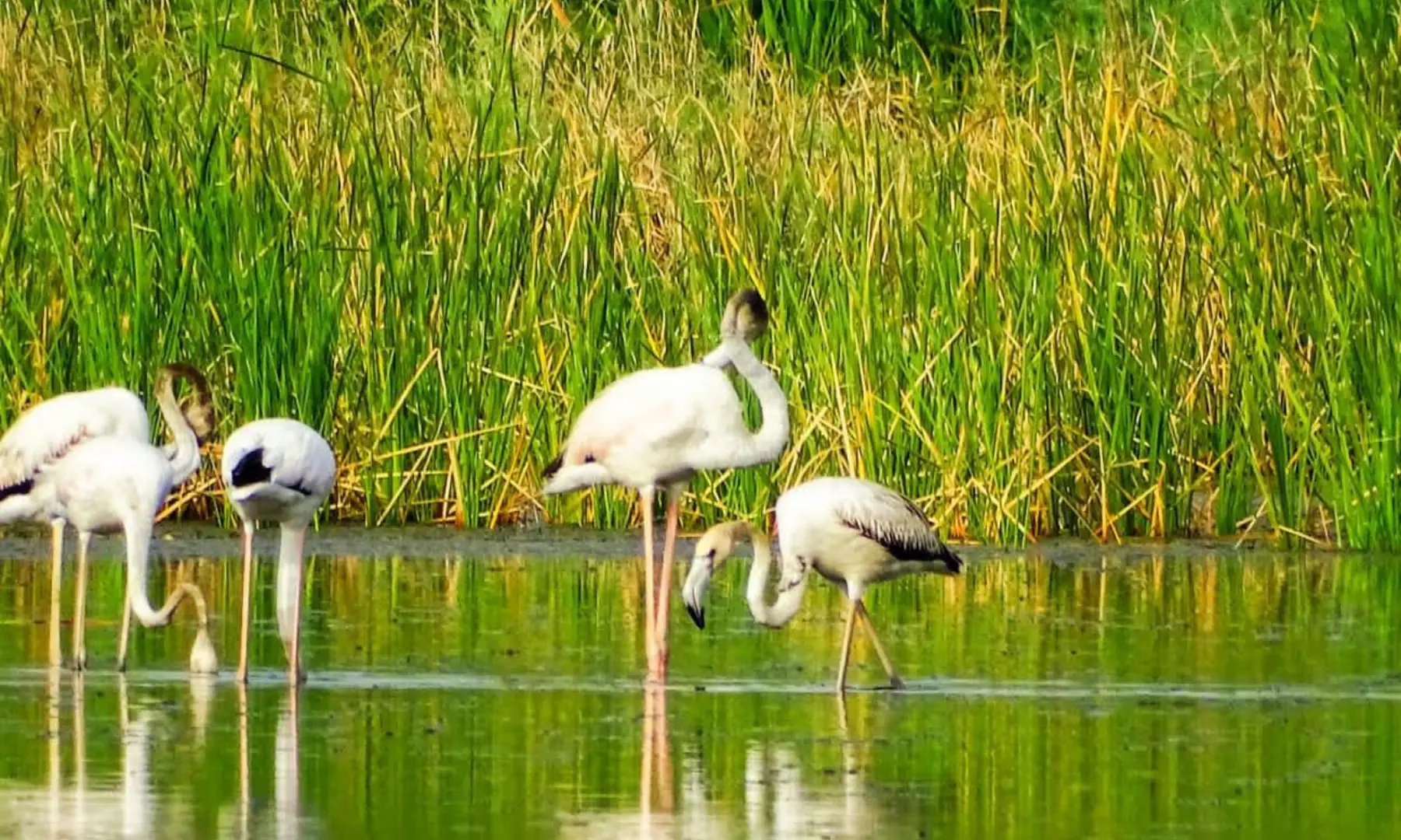  Flamingos use their long beaks to find food from water. 