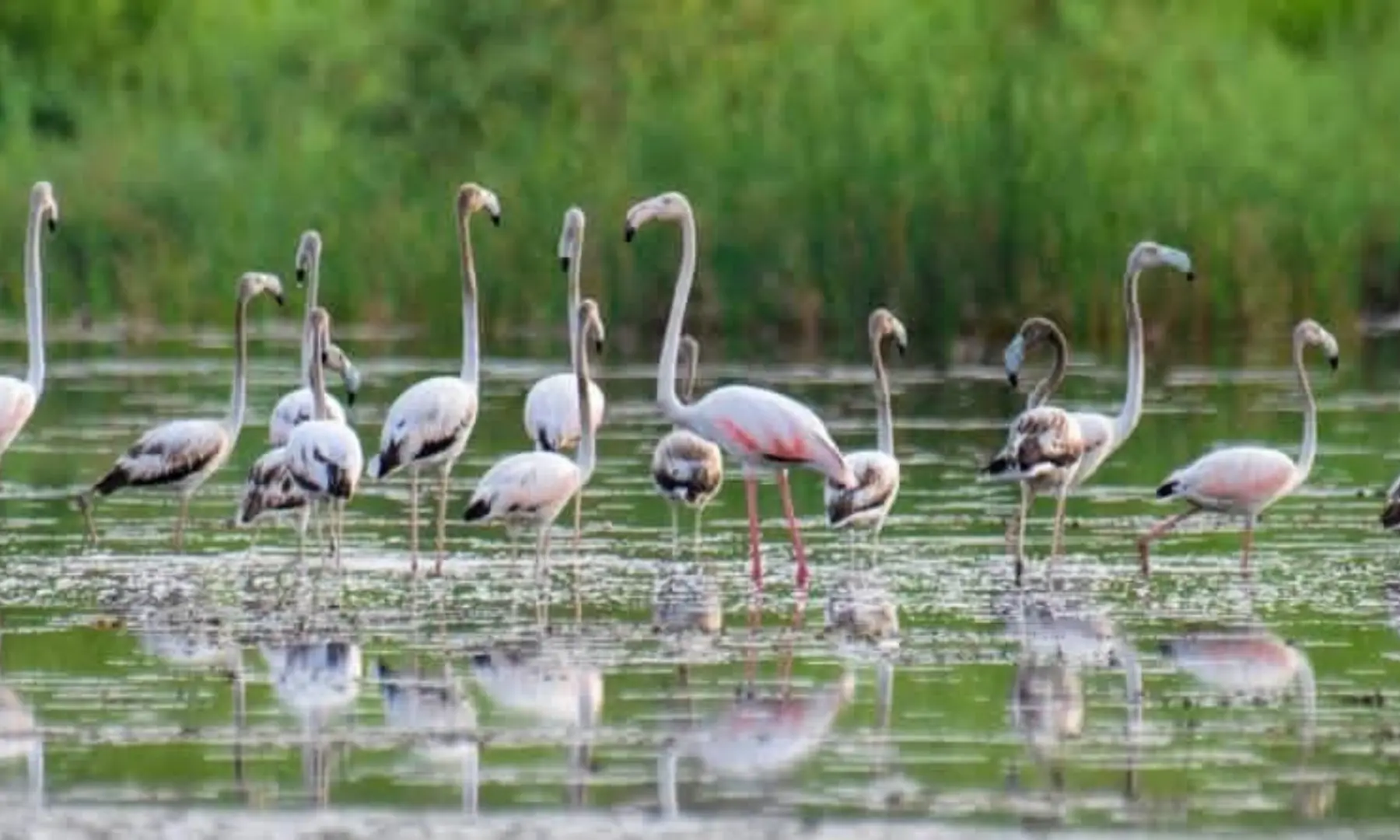  Flamingo chicks stand close by their parents. 