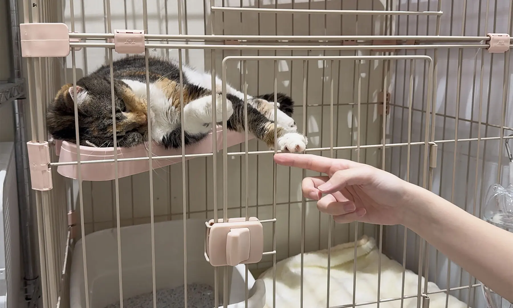 In this handout photo released by MOFF Corporation on July 30, 2026, a rescued cat is seen at a MOFF facility in Hiroshima on July 29, 2026, after it was rescued from a MOFF cat cafe at Aeon Mall in Kumamoto following the earthquake on July 28. — MOFF Corporation via AFP In this handout photo released by MOFF Corporation on July 30, 2026, a rescued cat is seen at a MOFF facility in Hiroshima on July 29, 2026, after it was rescued from a MOFF cat cafe at Aeon Mall in Kumamoto following the earthquake on July 28. — MOFF Corporation via AFP