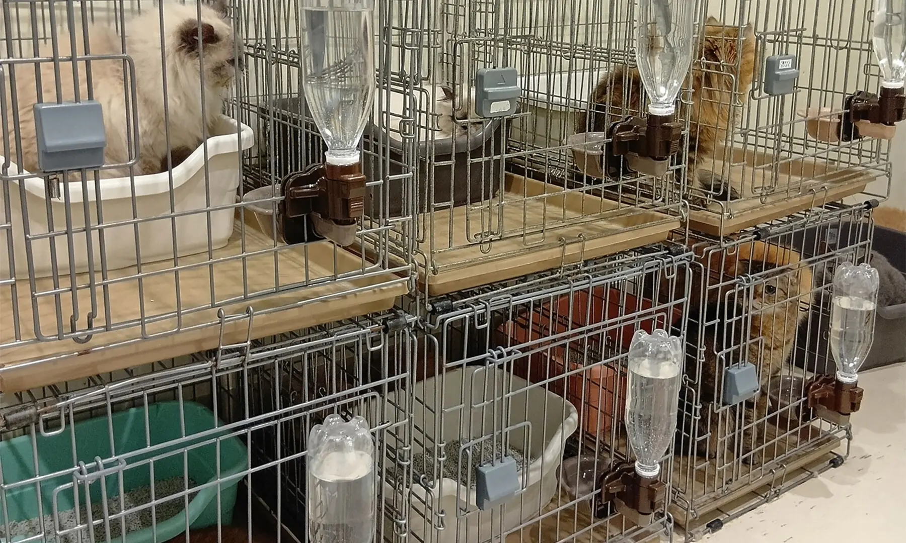 In this handout photo released by MOFF Corporation on July 30, 2026, rescued cats are seen at a MOFF facility in Hiroshima on July 29, 2026, after they were rescued from a MOFF cat cafe at Aeon Mall in Kumamoto following the earthquake on July 28. — MOFF Corporation via AFP In this handout photo released by MOFF Corporation on July 30, 2026, rescued cats are seen at a MOFF facility in Hiroshima on July 29, 2026, after they were rescued from a MOFF cat cafe at Aeon Mall in Kumamoto following the earthquake on July 28. — MOFF Corporation via AFP