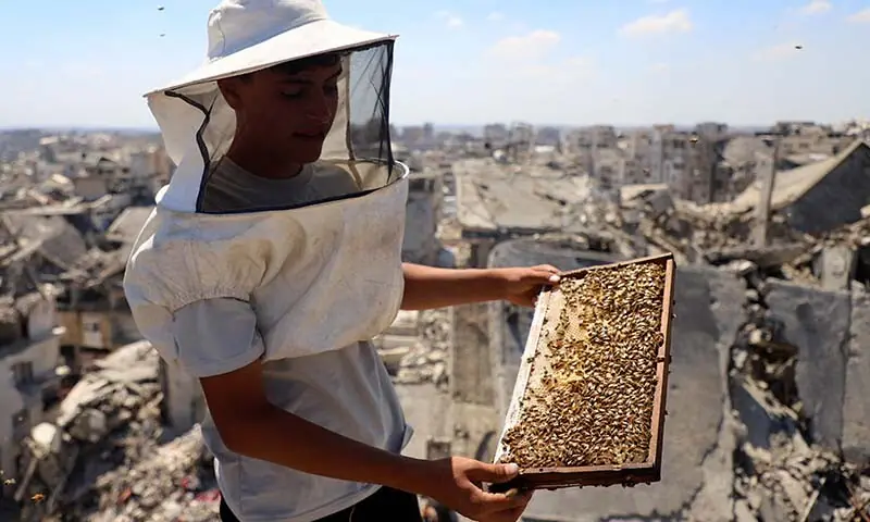 A Palestinian beekeeper holds a beehive frame while inspecting hives installed on top of a ruined building, amid widespread destruction and a shortage of space, in Gaza City on June 25, 2026. — Reuters A Palestinian beekeeper holds a beehive frame while inspecting hives installed on top of a ruined building, amid widespread destruction and a shortage of space, in Gaza City on June 25, 2026. — Reuters