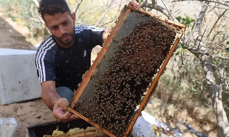 A Palestinian beekeeper inspects a beehive in Khan Younis, in the southern Gaza Strip, on July 7, 2026. — Reuters