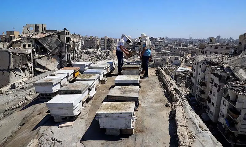 Palestinian beekeepers inspect beehives installed on top of a ruined building, amid widespread destruction and a shortage of space, in Gaza City on June 25, 2026. — Reuters