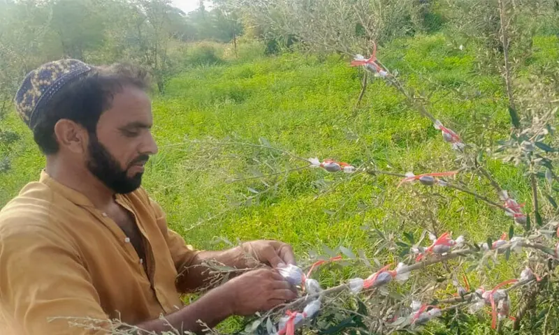 A farmer grafts an olive plant. — Dawn A farmer grafts an olive plant. — Dawn