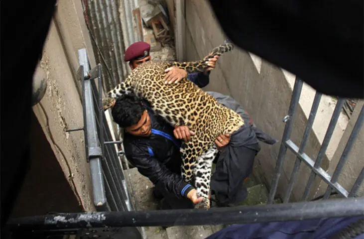 Nepalese officials carry a tranquilised wild leopard which entered a residential area in Kathmandu.&mdash;AFP/file