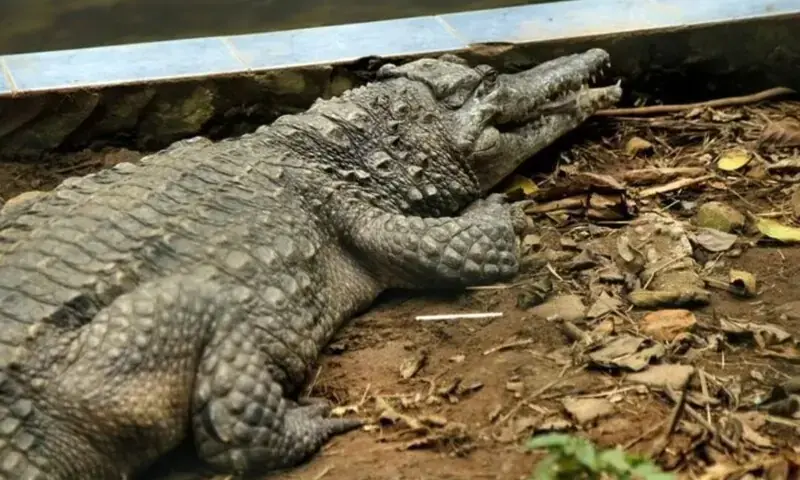 A West African Slender-snouted Crocodile (Mecistops cataphractus) is pictured in its enclosure at the zoo of Abidjan, Ivory Coast September 9, 2016. Picture taken September 9, 2016. —Reuters/File A West African Slender-snouted Crocodile (Mecistops cataphractus) is pictured in its enclosure at the zoo of Abidjan, Ivory Coast September 9, 2016. Picture taken September 9, 2016. —Reuters/File