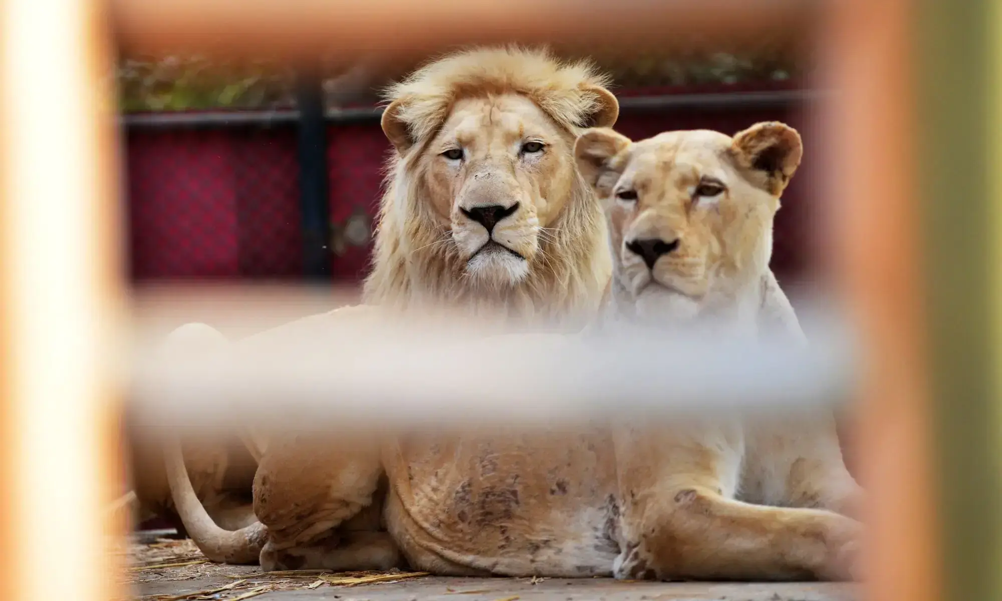 Undated image shows two lions. — AFP/File Undated image shows two lions. — AFP/File