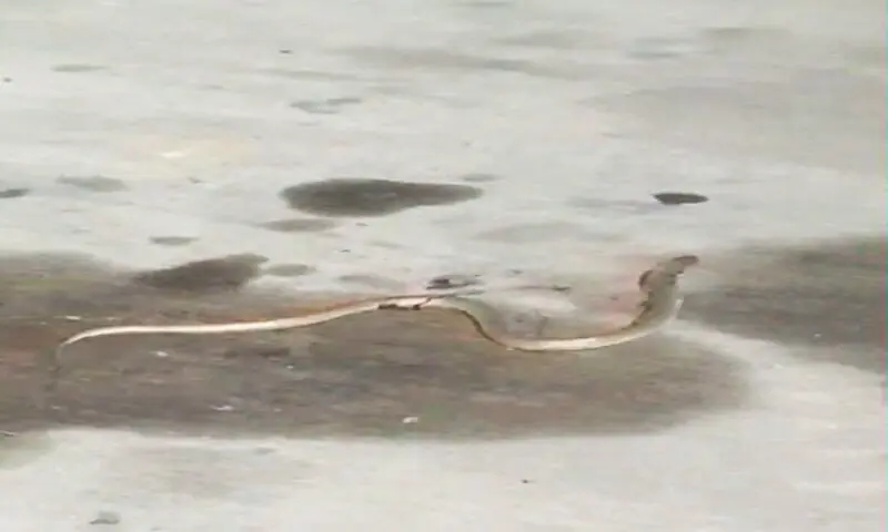Snake sighting at the Islamabad International Airport causes panic. — DawnNewsTV/File Snake sighting at the Islamabad International Airport causes panic. — DawnNewsTV/File