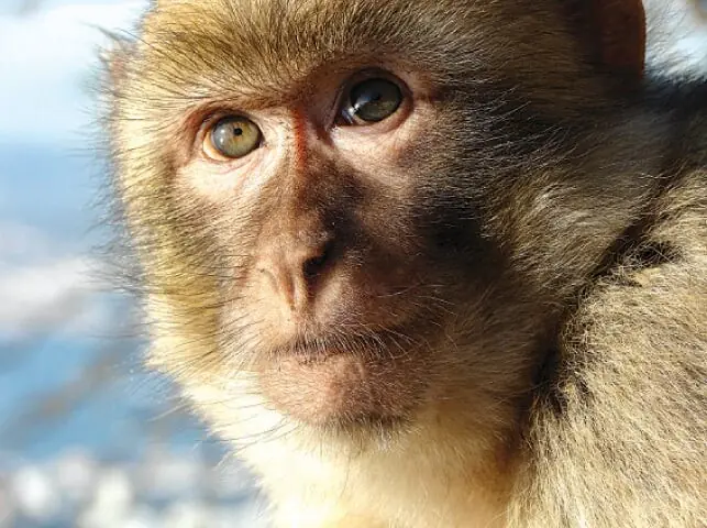 This file photo, used for representational purposes, shows a long-tailed macaques. &mdash;AFP/File