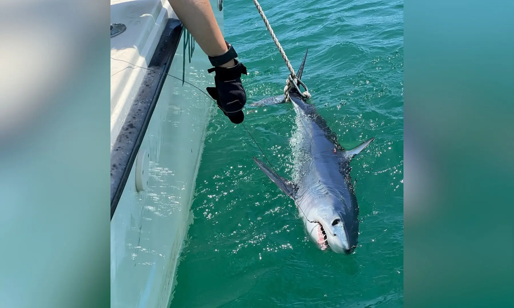 Researcher Andrea Leontiou leads a mako shark that was temporarily caught by scientists alongside a boat off the coast of Long Island, New York, the US, in this photograph taken on June 19, 2024, and released on August 4, 2026. — Reuters Researcher Andrea Leontiou leads a mako shark that was temporarily caught by scientists alongside a boat off the coast of Long Island, New York, the US, in this photograph taken on June 19, 2024, and released on August 4, 2026. — Reuters