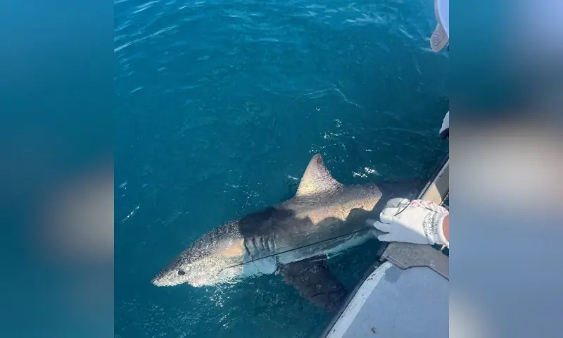 Researcher Aaron Carlisle works to place a tag on a white shark alongside a boat off the coast of Delaware, the US, in this photograph taken on May 5, 2025, and released on August 4, 2026. — Reuters