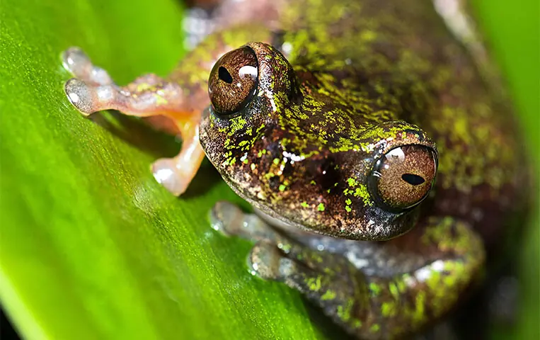 A VIEW of the newly discovered frog species in San Jose, Costa Rica.—AFP A VIEW of the newly discovered frog species in San Jose, Costa Rica.—AFP