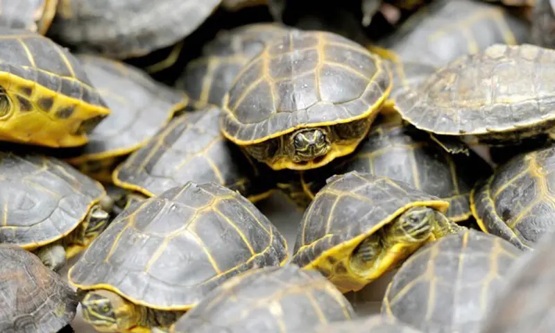 A file photo of turtles— Photo by AFP/file A file photo of turtles— Photo by AFP/file