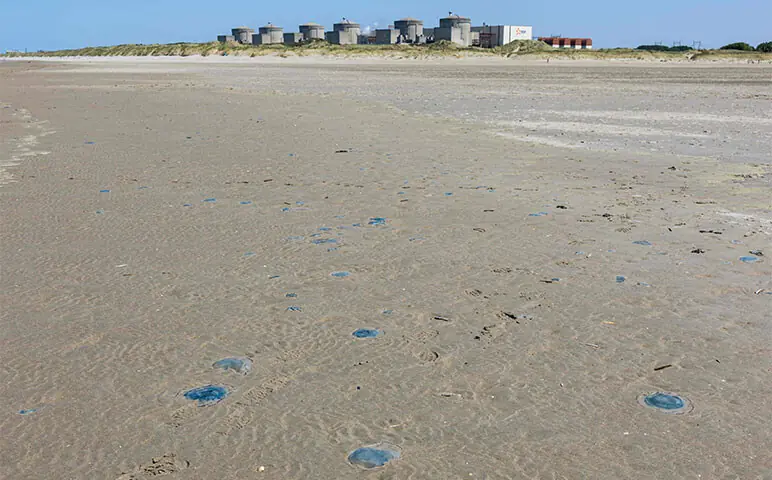 JELLYFISH lie on the shore near the Gravelines nuclear power plant, in northern France.—AFP JELLYFISH lie on the shore near the Gravelines nuclear power plant, in northern France.—AFP