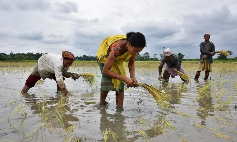 Women plant rice saplings at a paddy field in a village in Nagaon district, in the northeastern state of Assam, India, July 3, 2018. —Reuters/File Women plant rice saplings at a paddy field in a village in Nagaon district, in the northeastern state of Assam, India, July 3, 2018. —Reuters/File