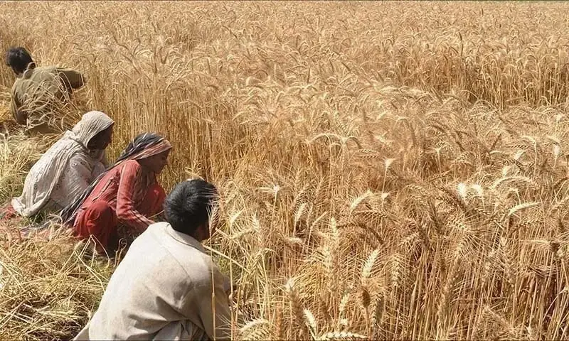 A file photo of wheat being harvested. — AFP/File A file photo of wheat being harvested. — AFP/File