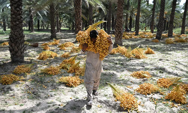 A labourer carries dates at a palm orchard in Khairpur.—AFP A labourer carries dates at a palm orchard in Khairpur.—AFP