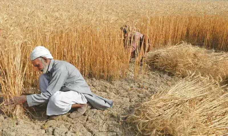 Farm workers harvesting the wheat crop in a field in Mirza Virkaan, a village near Sheikhupura. —Tariq Mahmood / White Star/File Farm workers harvesting the wheat crop in a field in Mirza Virkaan, a village near Sheikhupura. —Tariq Mahmood / White Star/File