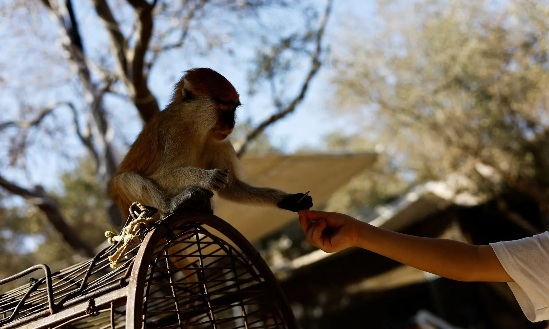 A Palestinian visitor feeds a monkey during a visit to a zoo in Nuseirat, in the central Gaza Strip on August 12, 2026. —Reuters/File A Palestinian visitor feeds a monkey during a visit to a zoo in Nuseirat, in the central Gaza Strip on August 12, 2026. —Reuters/File