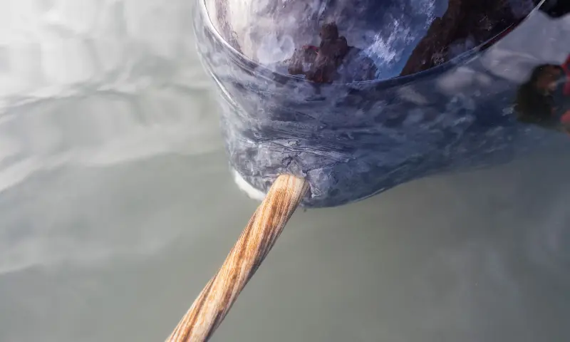 This handout photograph taken in August 2016 and obtained on August 18, 2026 from Greenland Institute of Natural Resources shows the tusk of a narwhal in Scoresby Sound fjord system near Ittoqqortoormiit, East Greenland. — AFP This handout photograph taken in August 2016 and obtained on August 18, 2026 from Greenland Institute of Natural Resources shows the tusk of a narwhal in Scoresby Sound fjord system near Ittoqqortoormiit, East Greenland. — AFP