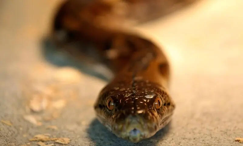 A reticulated python is seen at a snake farm ahead of the Spring Festival in Tainan, southern Taiwan, February 5, 2013. — Reuters A reticulated python is seen at a snake farm ahead of the Spring Festival in Tainan, southern Taiwan, February 5, 2013. — Reuters