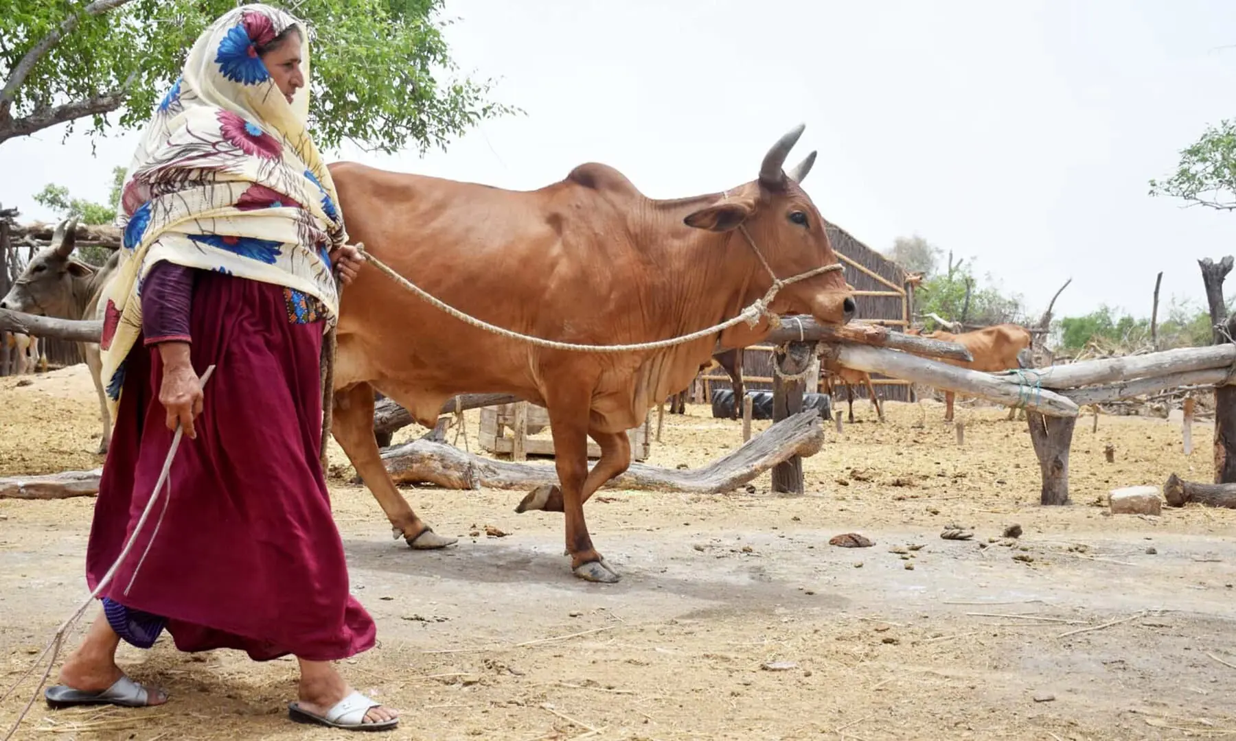 A woman walks with her bull in this file photo from 2021. — Umair Ali/File A woman walks with her bull in this file photo from 2021. — Umair Ali/File