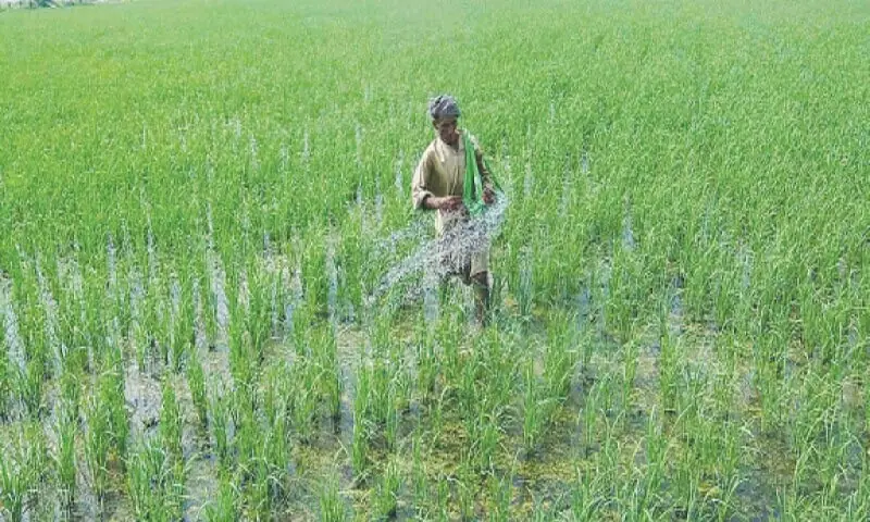 A farmer irrigates a field in this file photo. — APP/File A farmer irrigates a field in this file photo. — APP/File