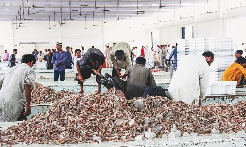 KARACHI: Workers sort out shrimp catch at the auction market.—Fahim Siddiqi/White Star KARACHI: Workers sort out shrimp catch at the auction market.—Fahim Siddiqi/White Star