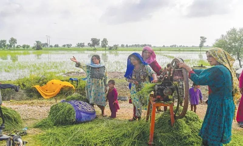 Jacobabad: In this picture taken on Aug 26, flood-affected women chop animal feed beside damaged rice crops after heavy monsoon rains in Sindh.—AFP Jacobabad: In this picture taken on Aug 26, flood-affected women chop animal feed beside damaged rice crops after heavy monsoon rains in Sindh.—AFP
