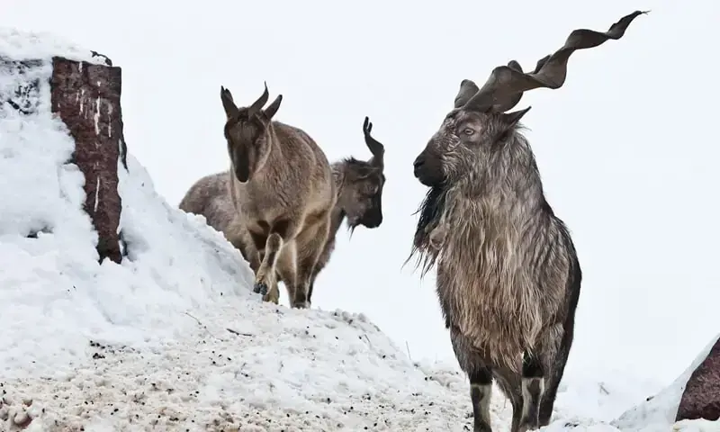 A group of markhors. &mdash; AFP/File