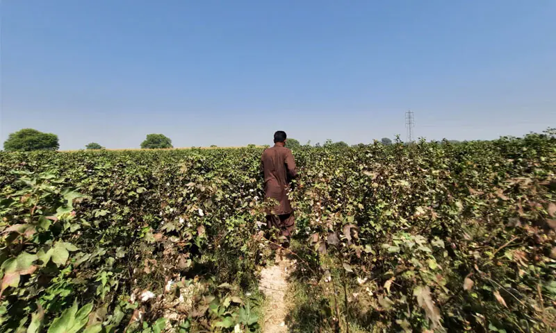 A smallholder farmer inspecting cotton fields in Multan district in 2020: although Bt cotton seeds were initially embraced, over time, as the efficacy of the seeds declined, the crop demanded more and more pesticides to battle the evolving pest pressure | Photo courtesy the writer A smallholder farmer inspecting cotton fields in Multan district in 2020: although Bt cotton seeds were initially embraced, over time, as the efficacy of the seeds declined, the crop demanded more and more pesticides to battle the evolving pest pressure | Photo courtesy the writer