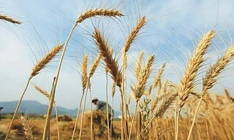 A file photo shows workers harvesting wheat in a field. &mdash; Reuters/File